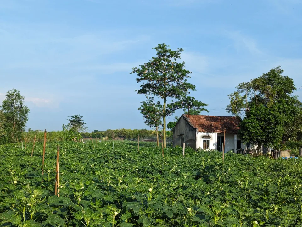 Vườn rau của Lê Thành Công Danh